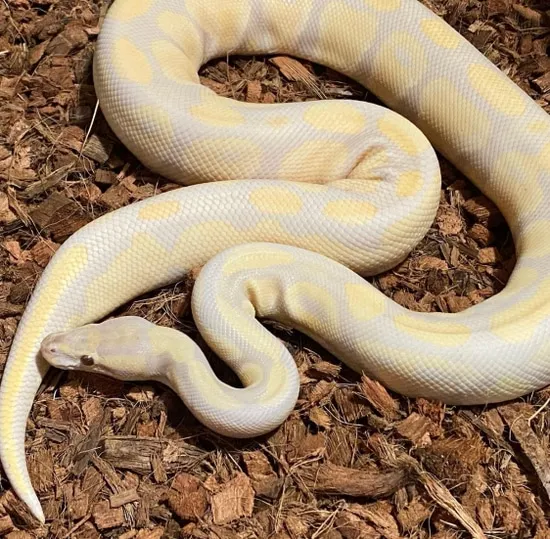 Lavender Albino Ball Python by Apex Mutations