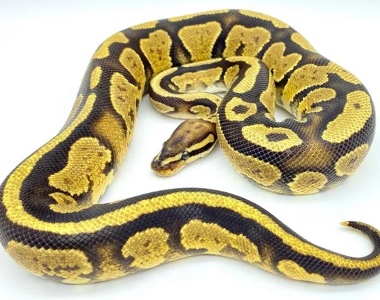 Fierce Yellow Python Grim Fire Yellowbelly Ball Python by Apex Mutations