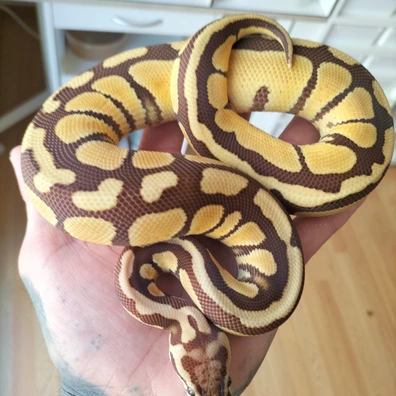 Pastel Enchi Monarch Ball Python - male for sale from Apophis Center
