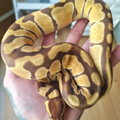 Enchi Monarch Ball Python - female for sale from Apophis Center