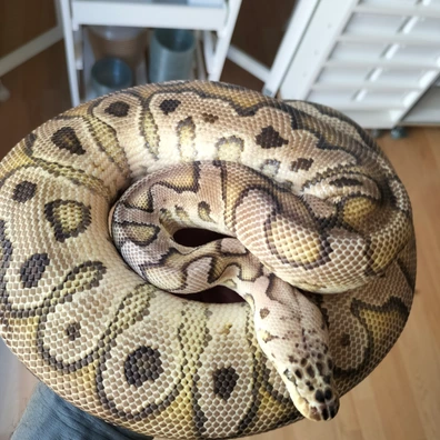 Hurricane Pastel Clown Ball Python - male for sale from Apophis Center