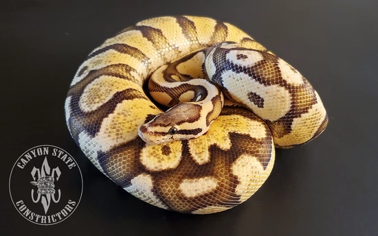 Firefly Cinnamon Ball Python Fire Pastel