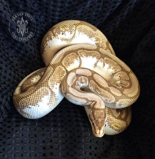Lesser Spider Python 2014 Lesser Spider
