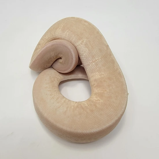 2024 Super Banana Cinny Pin Ball Python by Alternative Pet Warehouse
