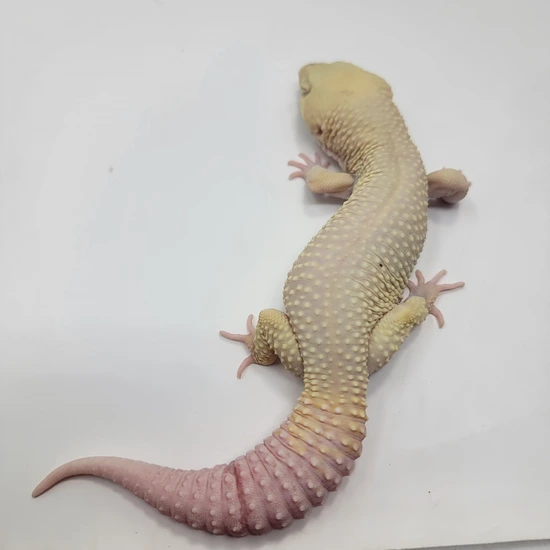 Super Giant Murphy's Patternless Tremper Leopard Gecko by Alternative ...