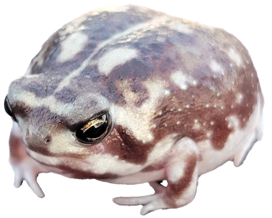 Bushveld Rain Frogs FREE SHIPPING Other Frog by Alternative Pet