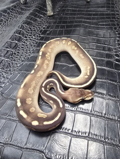 Super Raven Cinny Mojave Pos YB Ball Python by Alternative Pet Warehouse