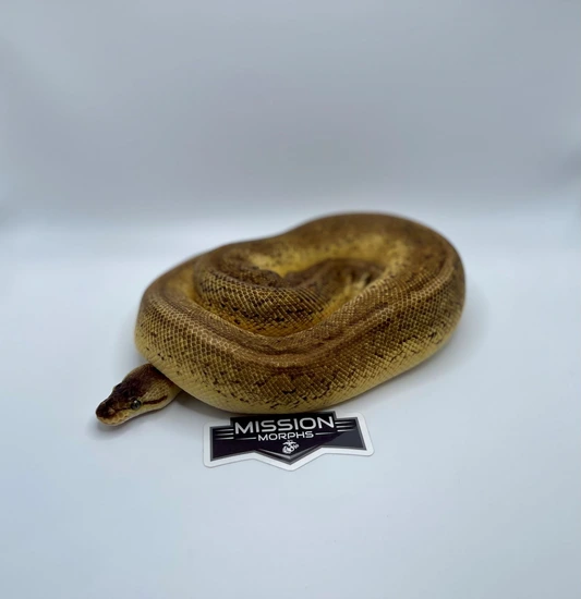 bongo - ball python traits - morphpedia Images High... Bongo Pastel Pinstripe Ball Python by Mission Morphs