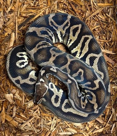 Hurricane Black Pastel Yellow Belly Ball Python by Mission Morphs