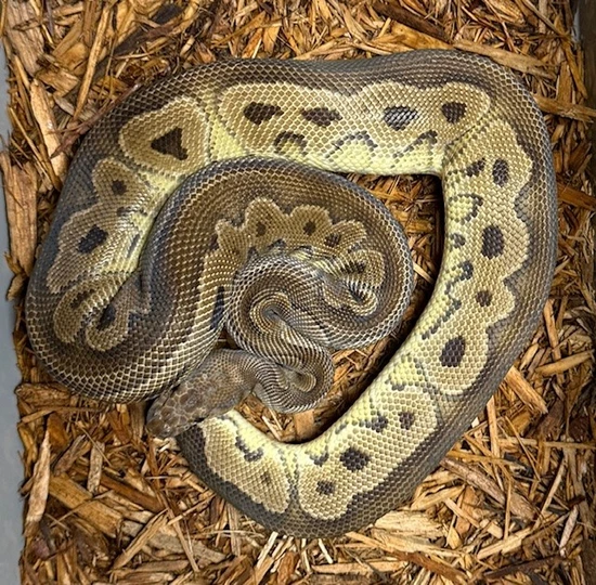 Black Pastel Clown Ball Python by Mission Morphs