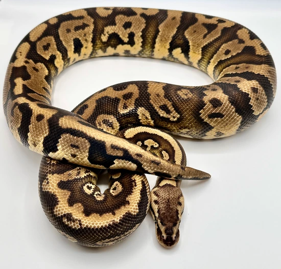 Acid Ball Python Complex **PROVEN BREEDER** Pastel Yellowbelly Acid Ball Python by Archie’s Balls