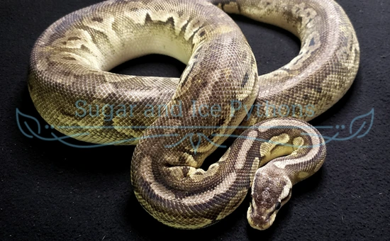 Pepper Ball Python by Sugar and Ice Pythons