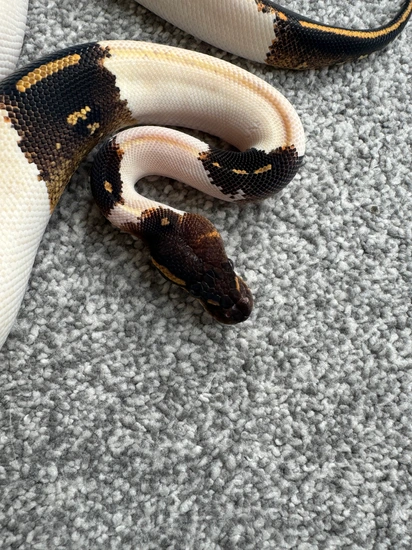 Goblin Ball Python Morph Blackhead Ivory Paradox (Super Goblin) Ball Python by Silver serpents