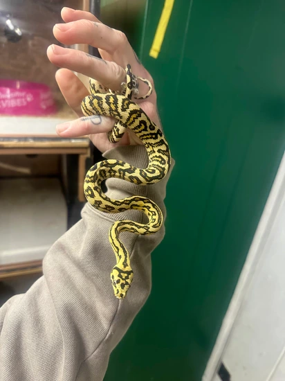 Ocelot Jag Other Carpet Python by Argus Reptiles