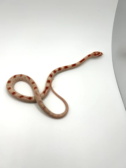 Extreme Reverse Okeetee Corn Snake by Ghost Rider Exotics