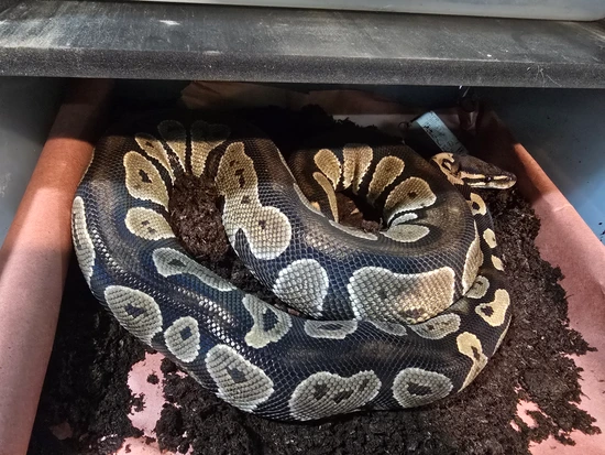 Medusa - Black Head Ball Python by The Serpent Merchant