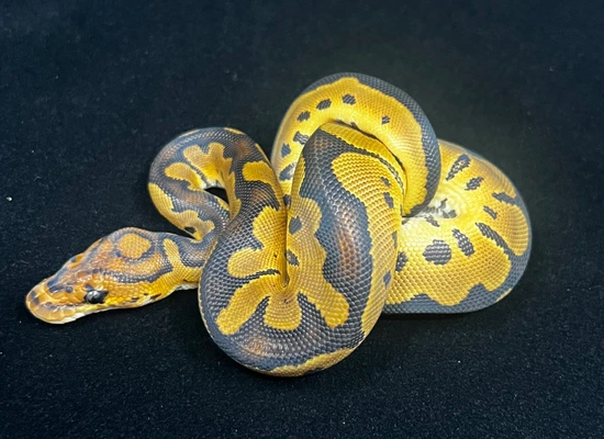 Clown Het 66% Ultramel Ball Python by Ancestral Royal Pythons
