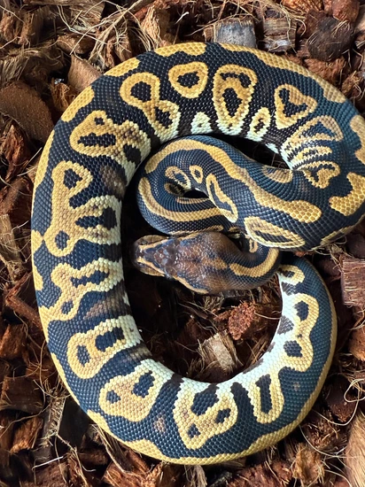 Cypress Black Pastel Leopard Het Ultramel Het Clown Ball Python by ...