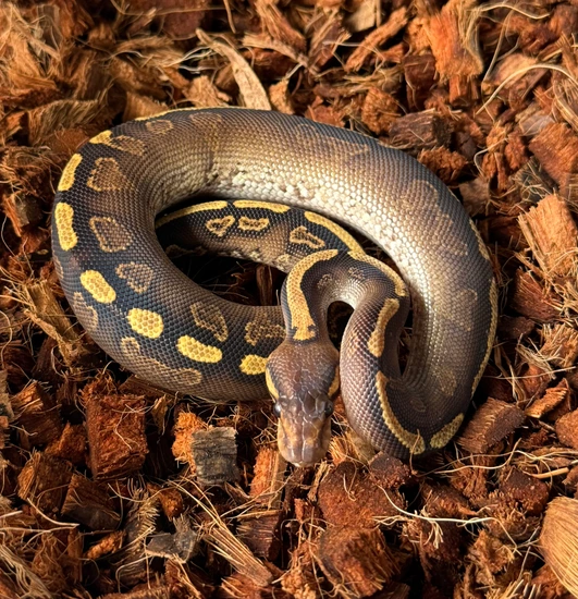 Mahogany Ghi Yellow Belly Het Clown Ball Python by Ancestral Royal Pythons