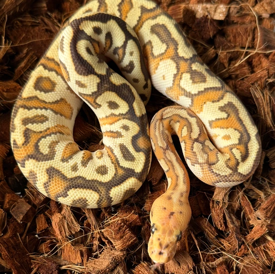 Super Fire Royal Python Fire Spotnose Cypress Clown Ball Python by Ancestral Royal Pythons