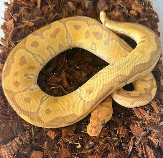 Ultramel Clown Ball Python by Ancestral Royal Pythons