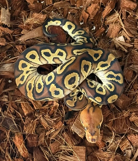 Cypress Black Pastel Clown Ball Python by Ancestral Royal Pythons