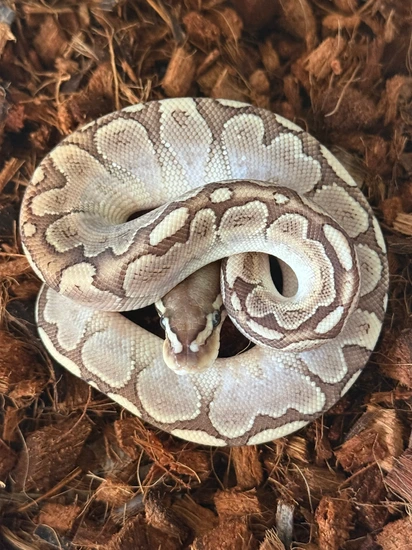 Bamboo Het Ultramel Ball Python by Ancestral Royal Pythons