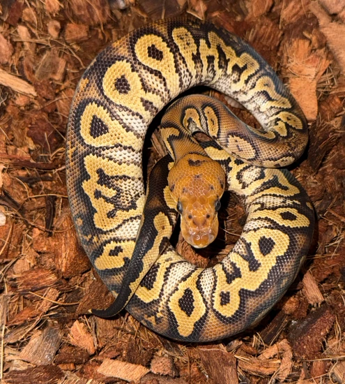 Stranger Clown Ball Python by Ancestral Royal Pythons