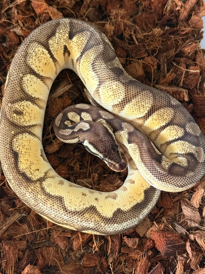 Black Pewter Orange Dream Enchi Het Ultramel Ball Python by Ancestral ...