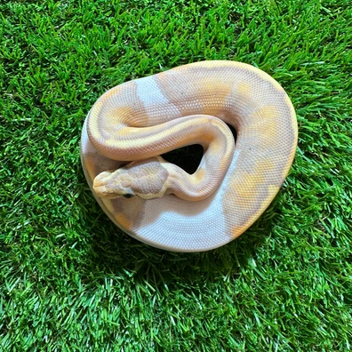 Pastel Leopard Banana Pied Ball Python - male for sale from AJB Reptiles