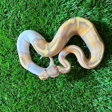Pastel Leopard Banana Pied Ball Python - male for sale from AJB Reptiles