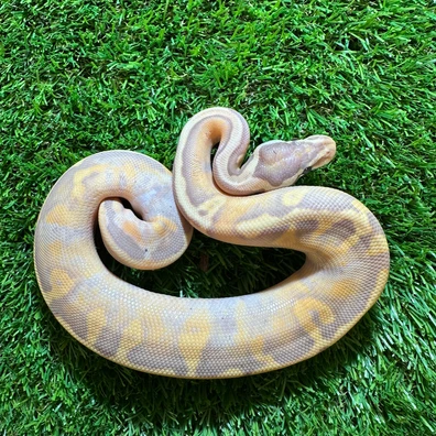 Pastel Leopard Banana Pied Ball Python - male for sale from AJB Reptiles
