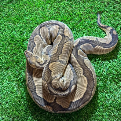 Enchi Clown Ball Python - female for sale from AJB Reptiles