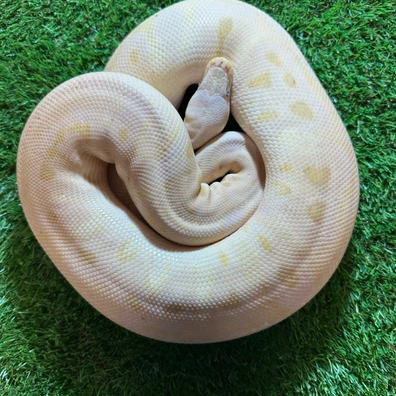 Super Pastel Banana Clown Ball Python - female for sale from AJB Reptiles