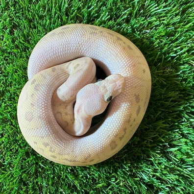Super Pastel Black Phantom Banana Clown