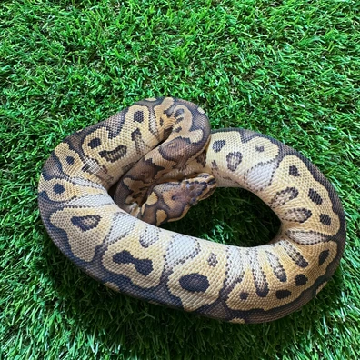 Hurricane Orange Dream Clown Ball Python - female for sale from AJB Reptiles