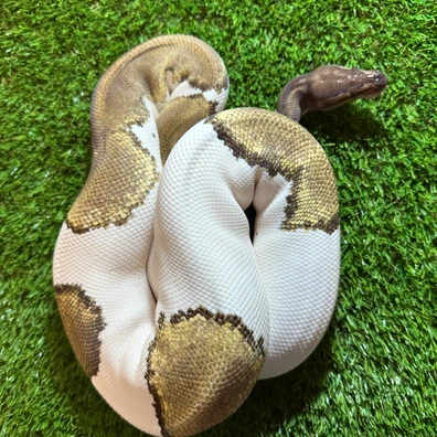 Pastel Mojave Pied Ball Python - female for sale from AJB Reptiles