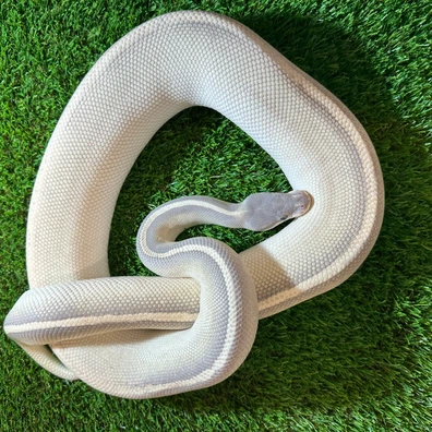 Black Pastel Mojave Phantom Het Ghost Het Orange Ghost Ball Python - male for sale from AJB Reptiles