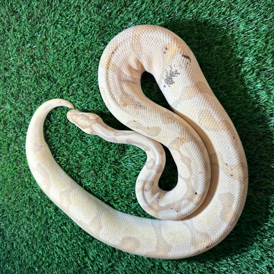 Super Enchi Coral Glow Het Ghost (Paradox) Ball Python - male for sale from AJB Reptiles