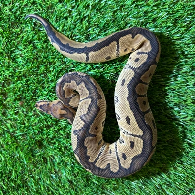 Enchi Hurricane Clown Ball Python - female for sale from AJB Reptiles
