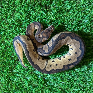 Enchi Orange Dream Clown Ball Python - female for sale from AJB Reptiles