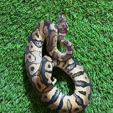 Hurricane Clown Ball Python - female for sale from AJB Reptiles