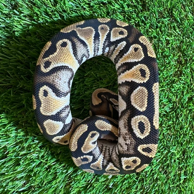 Orange Dream Hurricane Het Clown Ball Python - female for sale from AJB Reptiles