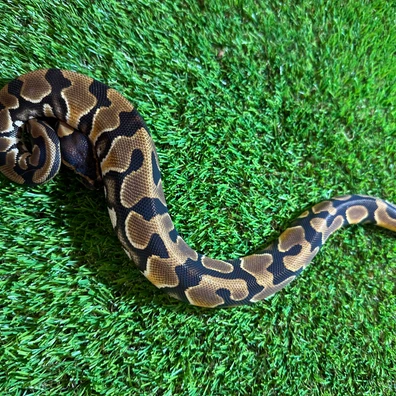 Enchi Orange Dream Het Clown Ball Python - female for sale from AJB Reptiles