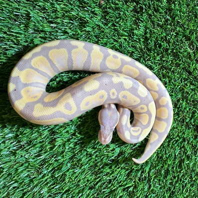 Banana Het Pied Ball Python - male for sale from AJB Reptiles