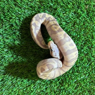 Banana Leopard Het Pied Ball Python - male for sale from AJB Reptiles