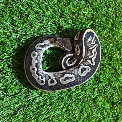 Leopard GHI Het Pied Ball Python - male for sale from AJB Reptiles