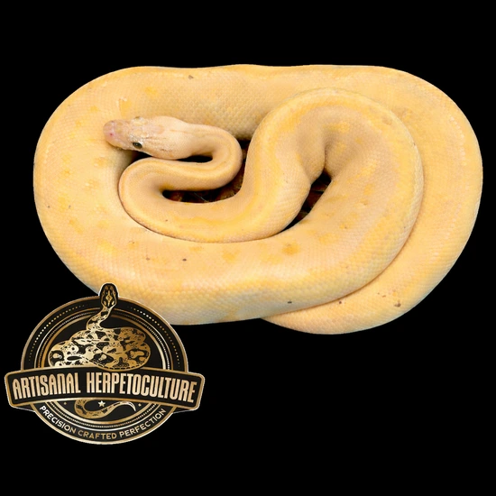 Scarecrow - Spotnose Leopard Pastel Banana Clown Ball Python by ...