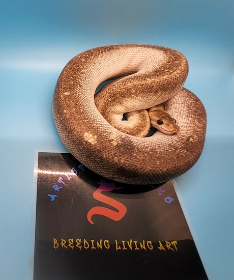 Super Cinnamon Mojave Ball Python by Artistic Reptiles LLC