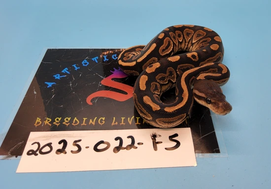 Cinnamon Ball Python by Artistic Reptiles LLC